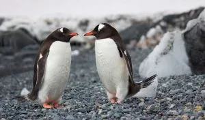 21 Facts About Penguins [Some Might Surprise You]