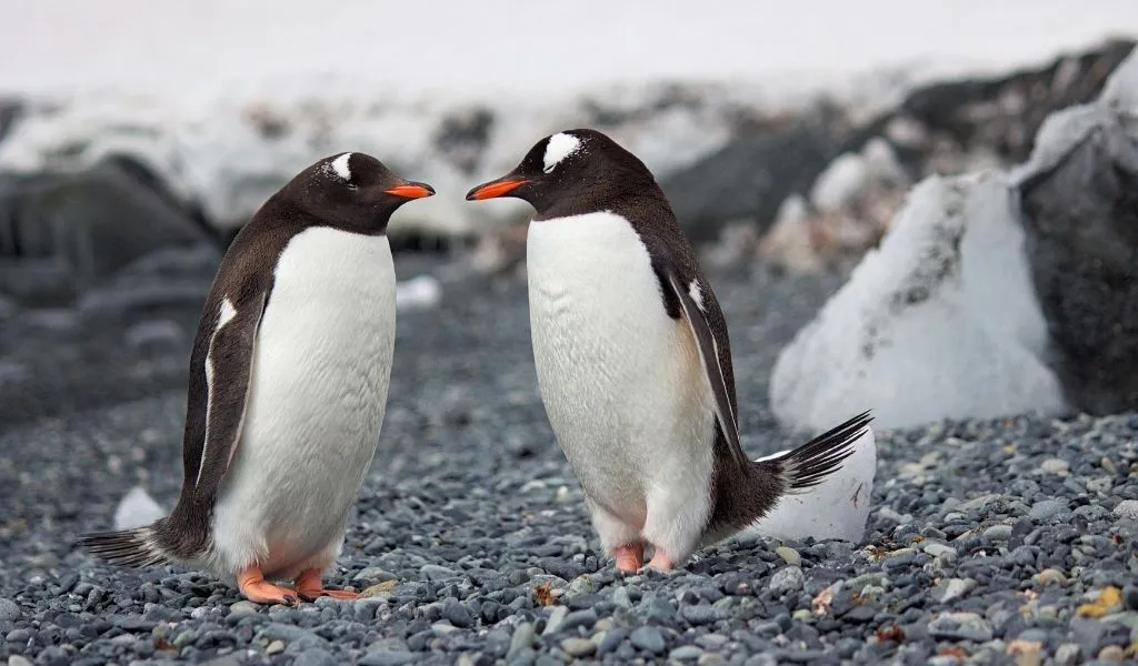 23 Facts About Penguins [Some Might Surprise You]