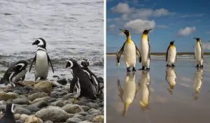Read more about the article How Big Are Penguins? [Height & Weight of Every Species]