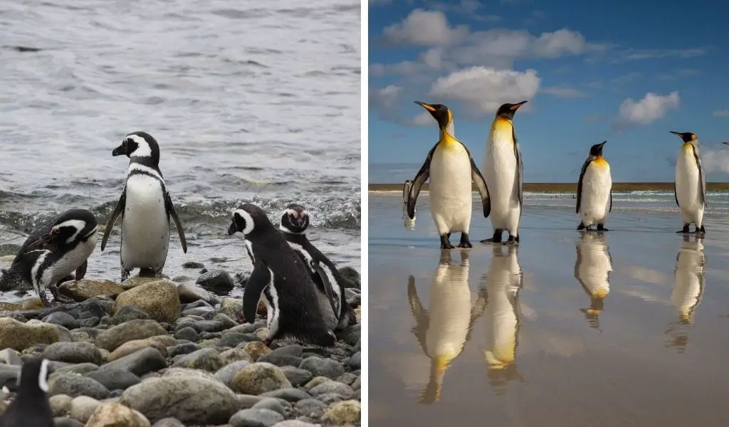 How Big Are Penguins? [Height & Weight of Every Species]