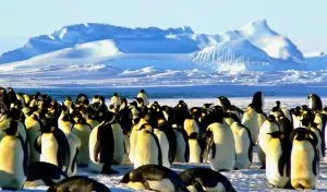 Read more about the article How Do Penguins Survive the Cold?