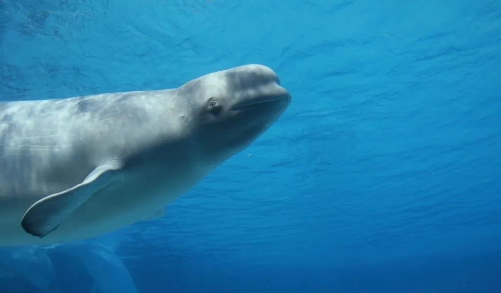 Are Beluga Whales Carnivores? What Do They Eat?