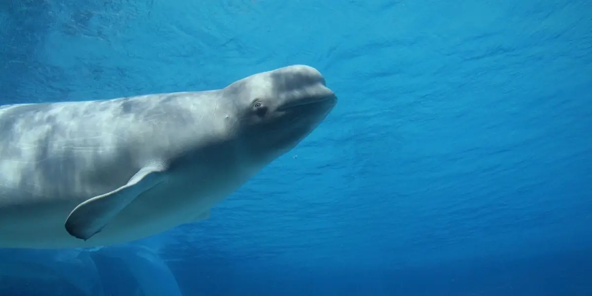 You are currently viewing Are Beluga Whales Carnivores? What Do They Eat?