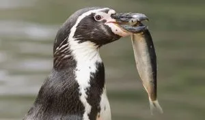 Read more about the article What Do Penguins Eat? Are They Carnivores?