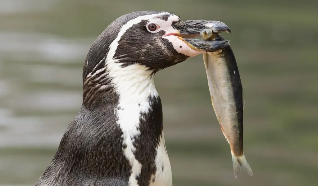 what-do-penguins-eat