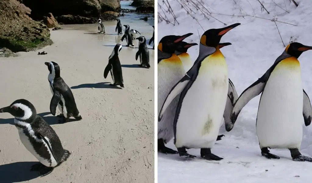 You are currently viewing Where Do Penguins Live? [With Map]