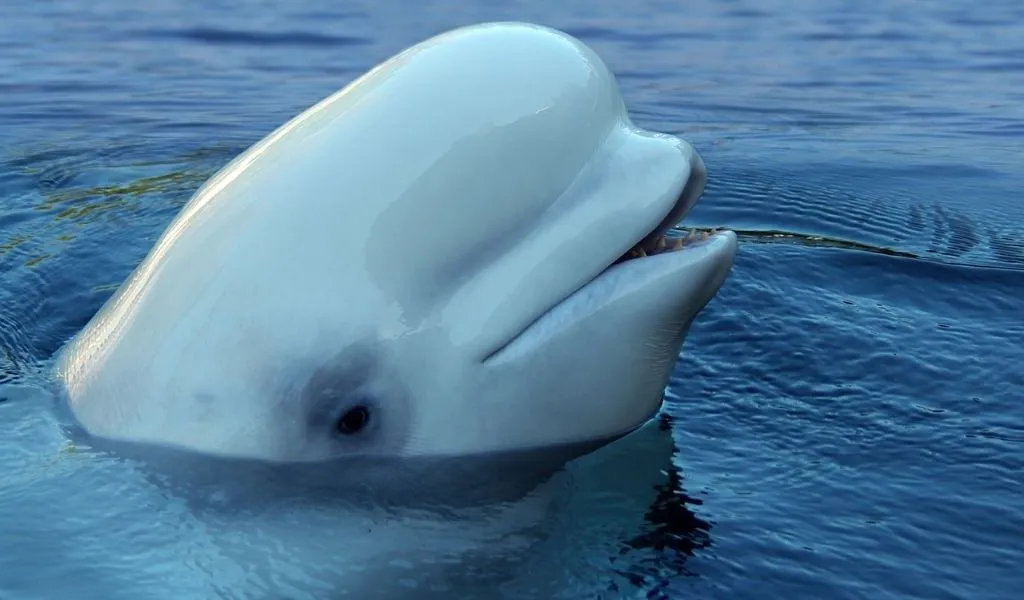 why-do-beluga-whales-have-big-heads