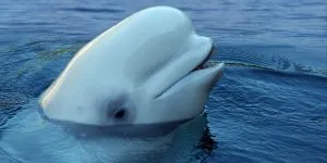 Read more about the article Why Do Beluga Whales Have Big Squishy Heads?