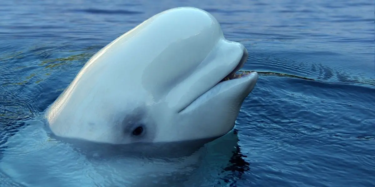 Why Do Beluga Whales Have Big Squishy Heads?