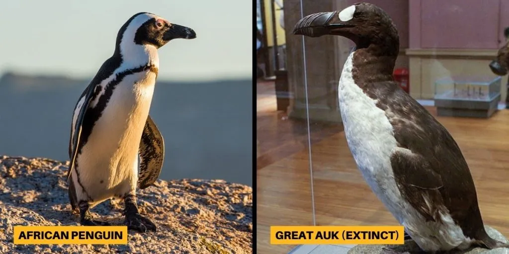 Comparison of an African Penguin with the now-extinct Great Auk, it's possible to see how they resemble one another.