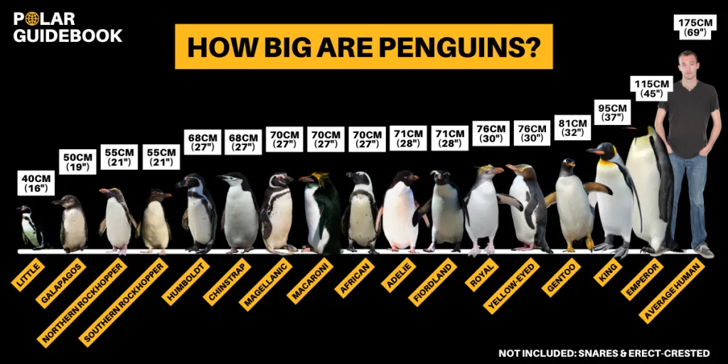 Comparison chart showing the height of each penguin species.