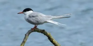 Read more about the article Where Do Arctic Terns Live?