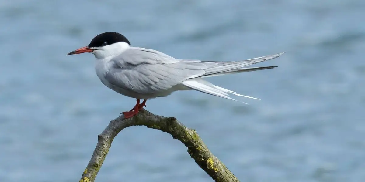 You are currently viewing Where Do Arctic Terns Live?