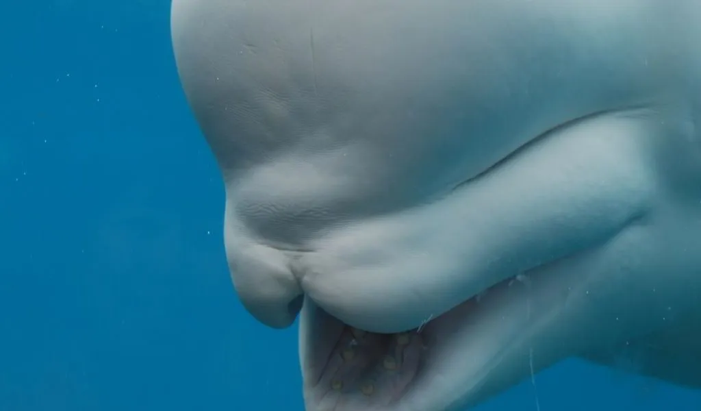 Are-beluga-whales-intelligent