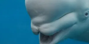 Read more about the article Are Beluga Whales Intelligent? [Here’s What Scientists Say]