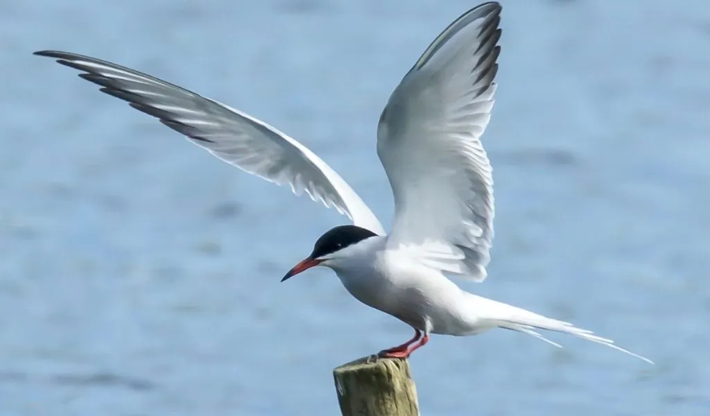 How-big-are-arctic-terns