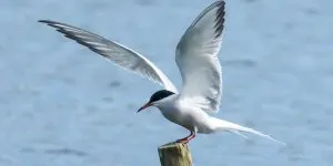 How Big Is The Arctic Tern [Size + Weight Compared]