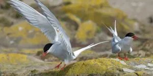 Read more about the article Are Arctic Terns Omnivores? What Do They Eat?