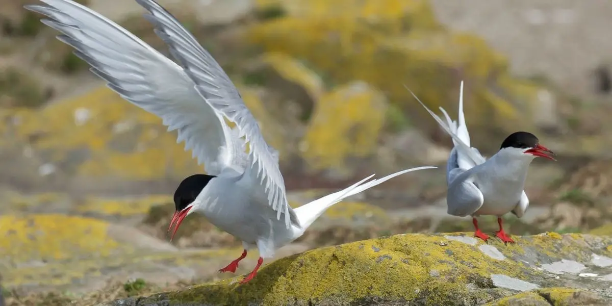 You are currently viewing Are Arctic Terns Omnivores? What Do They Eat?