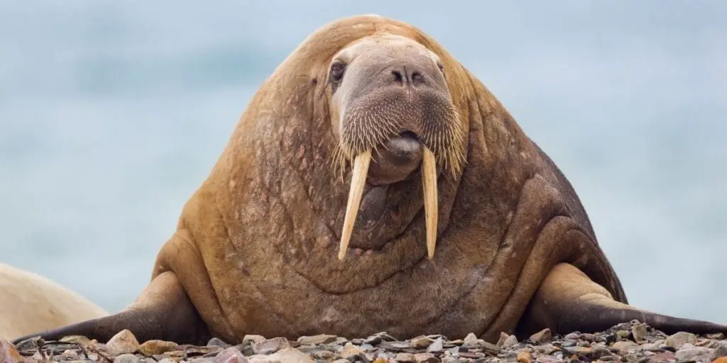 What Do Walruses Eat? How Do They Hunt Their Prey?