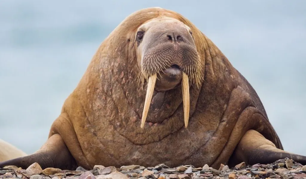 what-do-walrus-eat