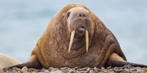 Read more about the article What Do Walruses Eat? How Do They Hunt Their Prey?