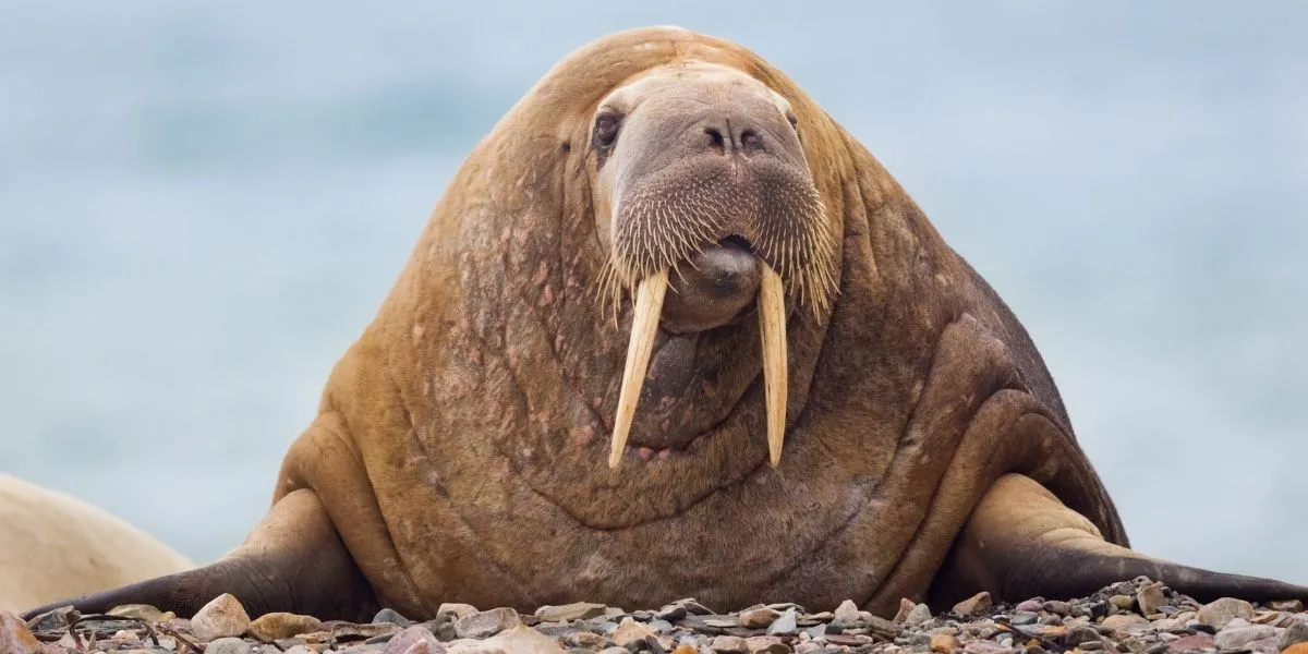 You are currently viewing What Do Walruses Eat? How Do They Hunt Their Prey?