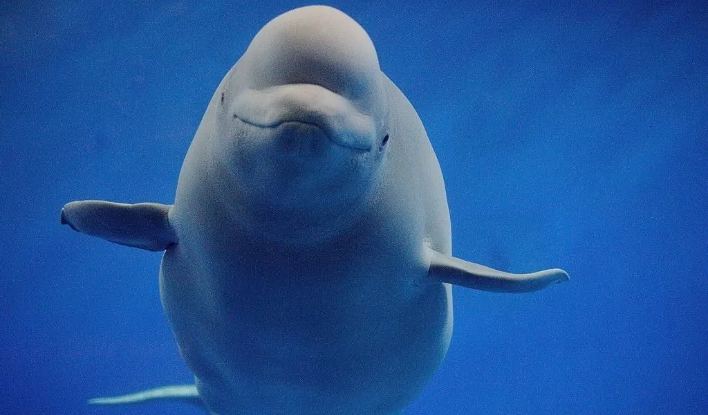 what-is-a-beluga-whale