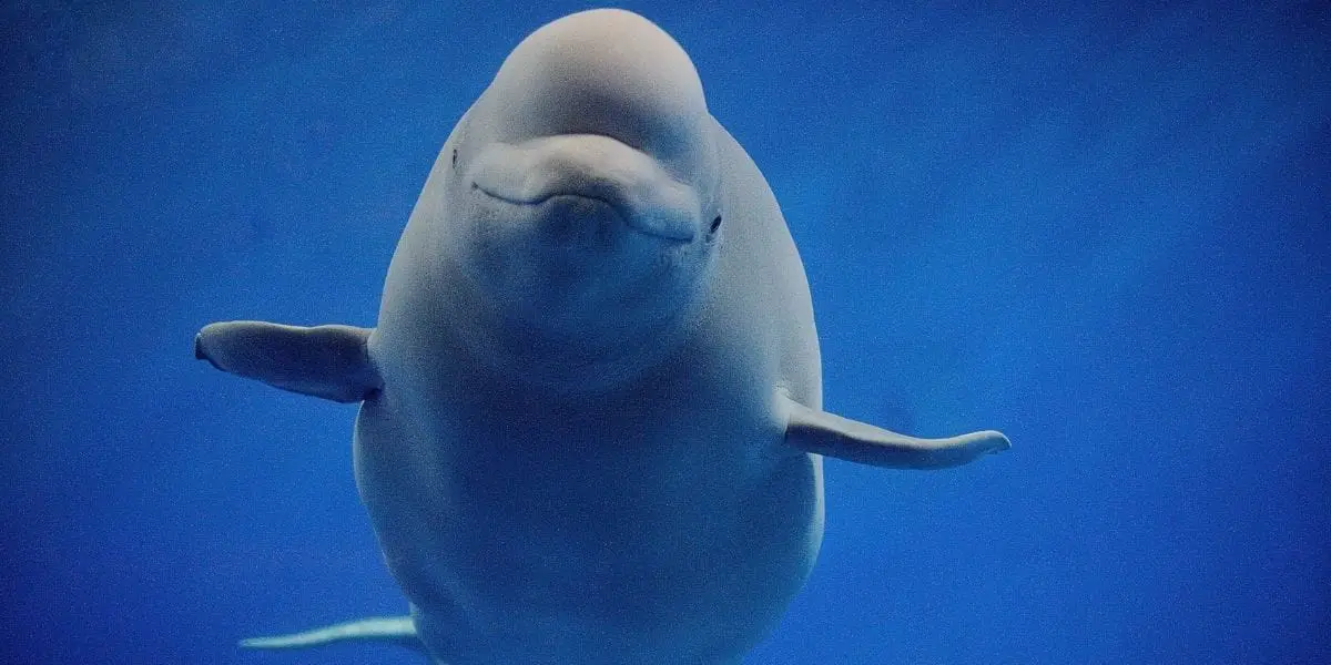 You are currently viewing What the Heck is a Beluga Whale? [Mammals, Whales or Dolphins?]