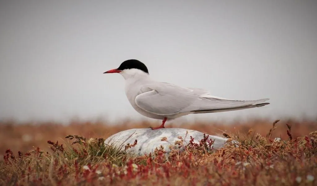 Are-Arctic-Terns-Endangered
