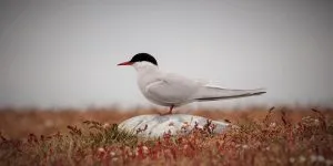 Read more about the article Are Arctic Terns Endangered? How Many Are Left?
