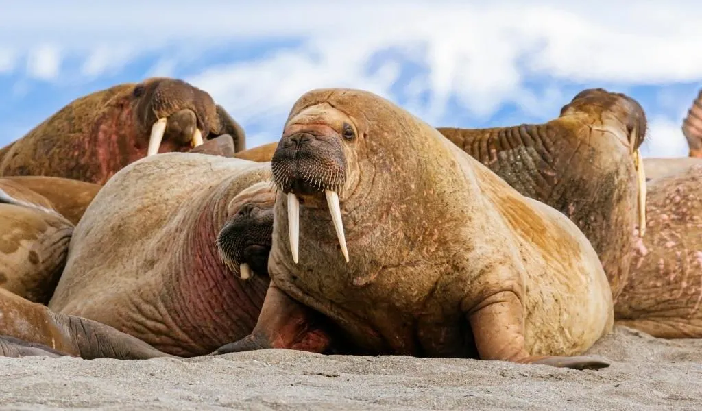 Are Walruses Dangerous? Do They Attack Humans?