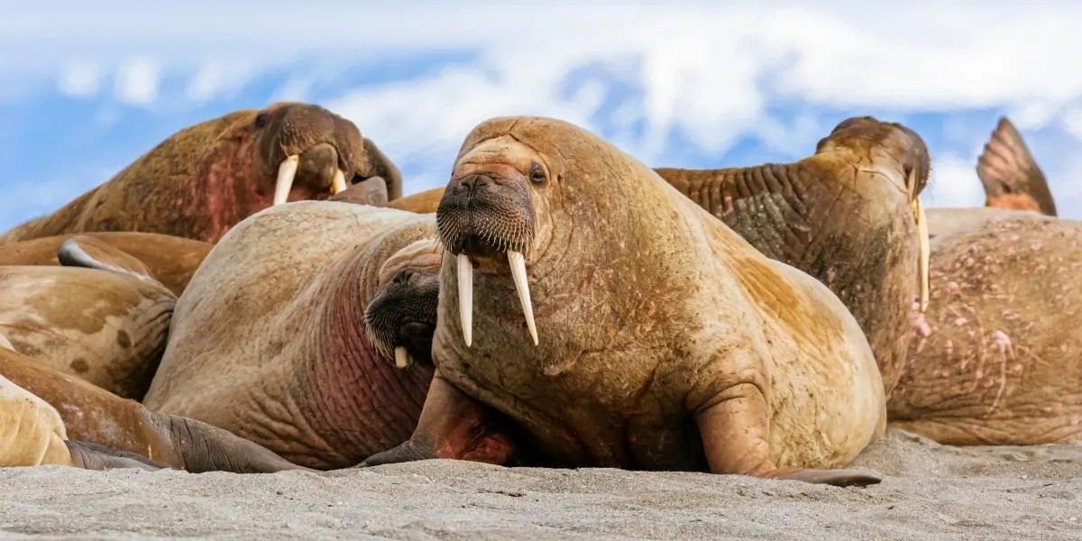 Are Walruses Dangerous? Do They Attack Humans? - Polar Guidebook