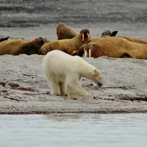 What Are the Predators of the Walrus? - Polar Guidebook