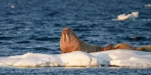 Read more about the article Where Do Walruses Live? [With Map]
