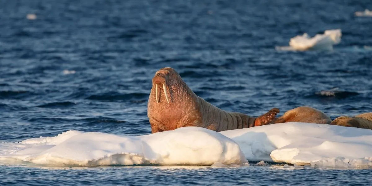 Where Do Walruses Live? [With Map] - Polar Guidebook