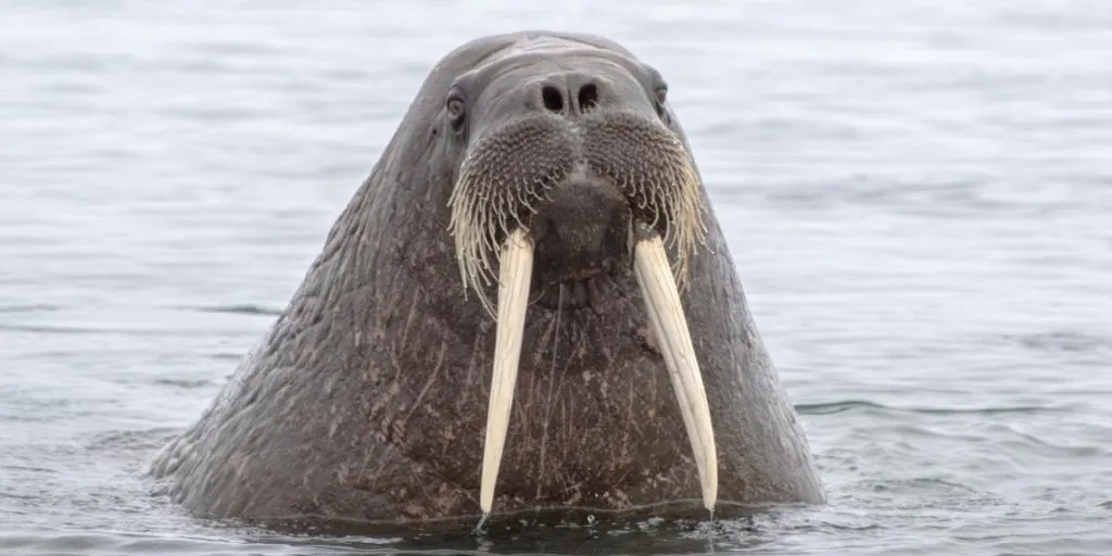 16 Tusk Worthy Facts About Walruses 7 Will Shock You Polar Guidebook