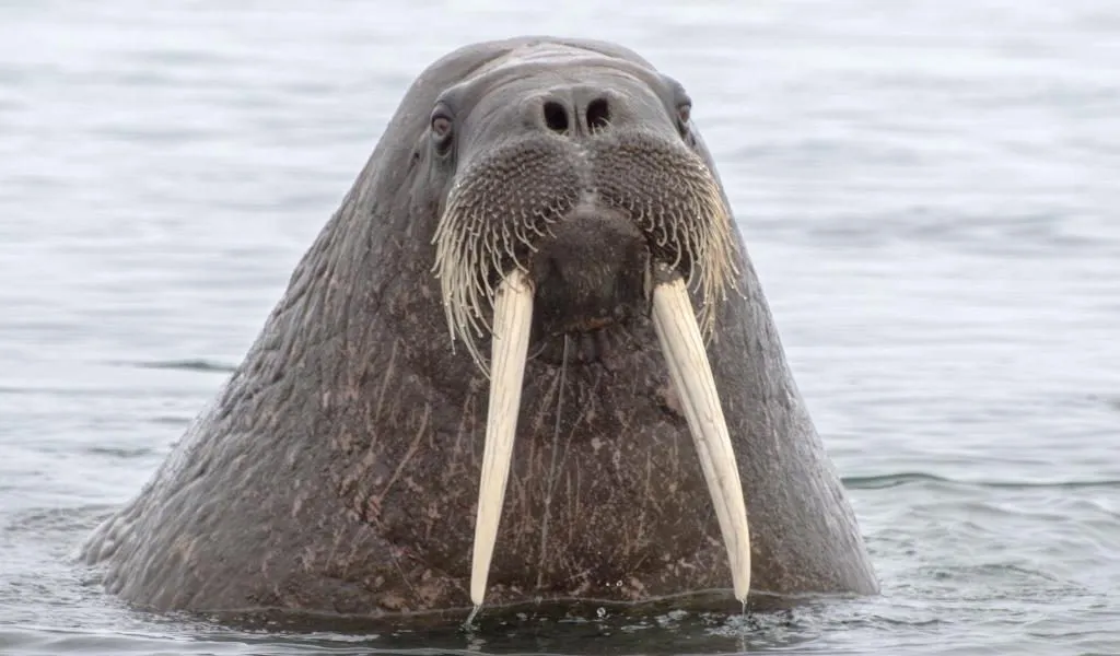 Why-do-walruses-have-tusks