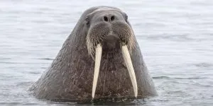 Read more about the article Why Do Walruses Have Tusks? [Everything You Need To Know]