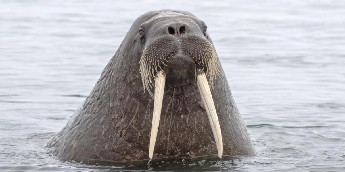 Why Do Walruses Have Tusks? [Everything You Need To Know] - Polar Guidebook
