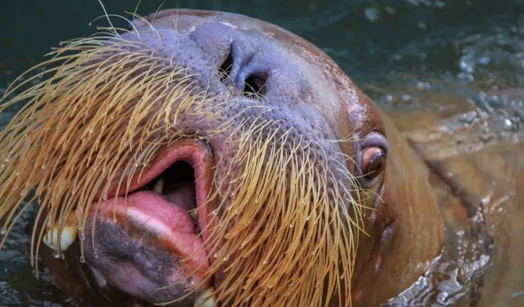 Why Do Walruses Have Whiskers and a Moustache?
