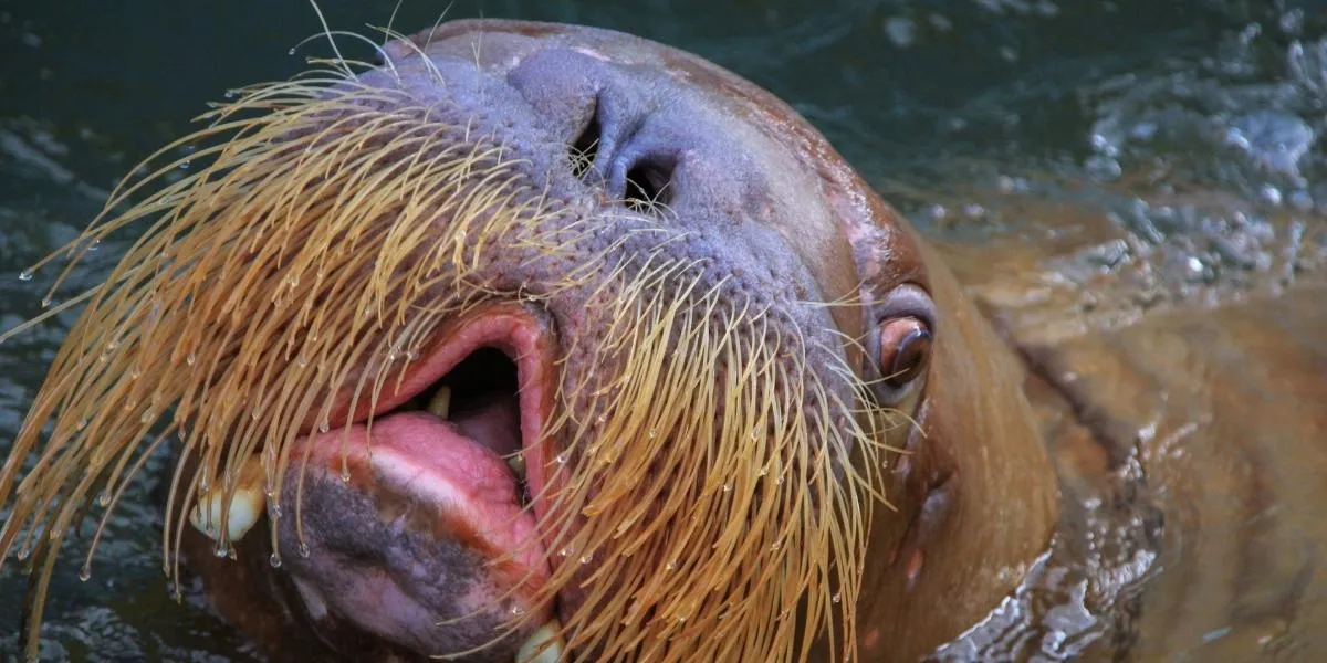 You are currently viewing Why Do Walruses Have Whiskers and a Moustache?