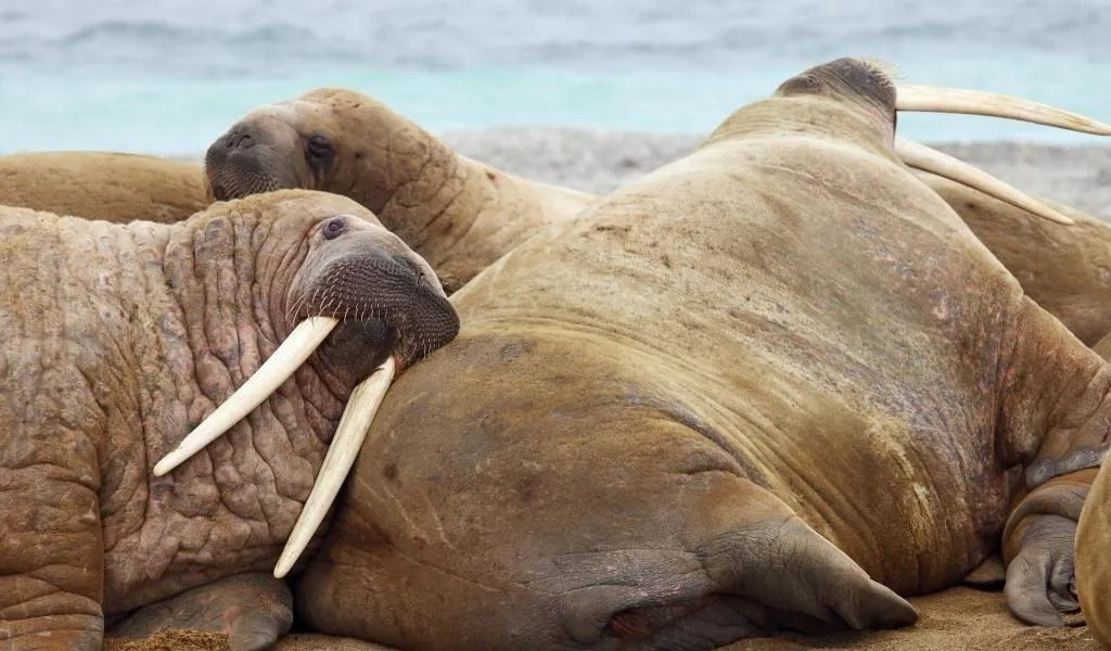 what-are-the-predators-of-a-walrus