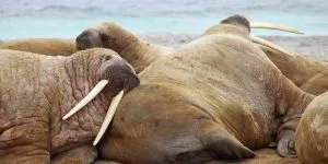 Read more about the article What Are the Predators of the Walrus?