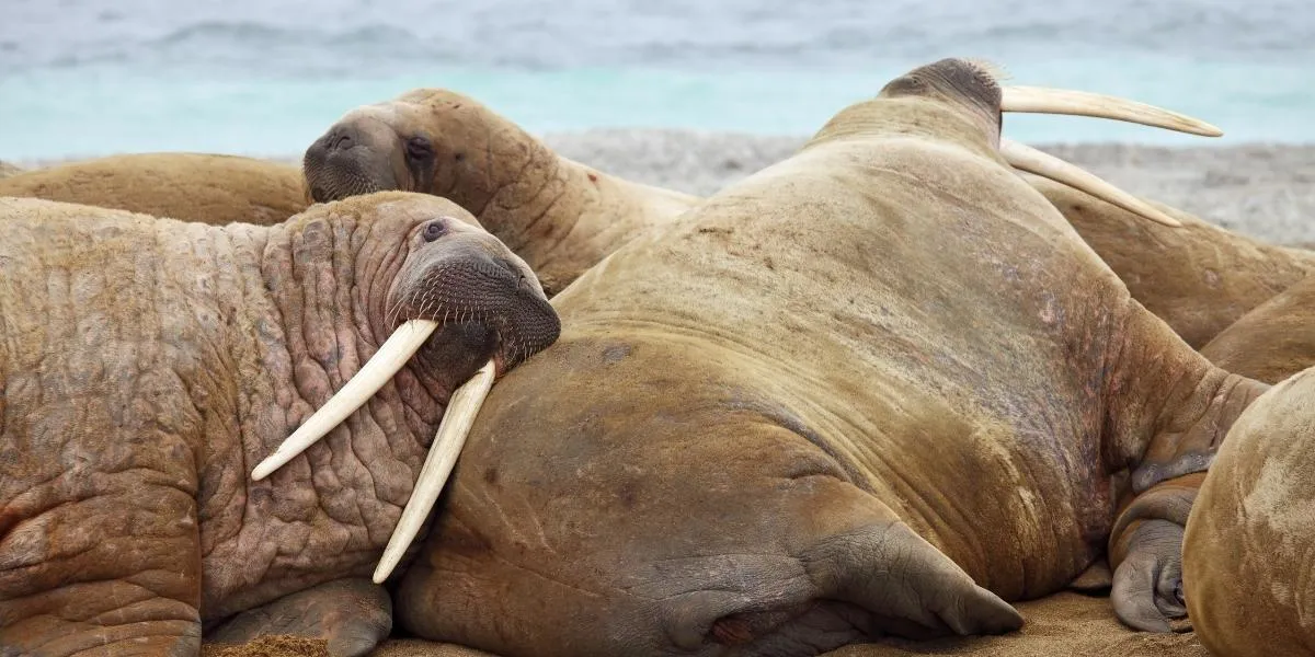 You are currently viewing What Are the Predators of the Walrus?