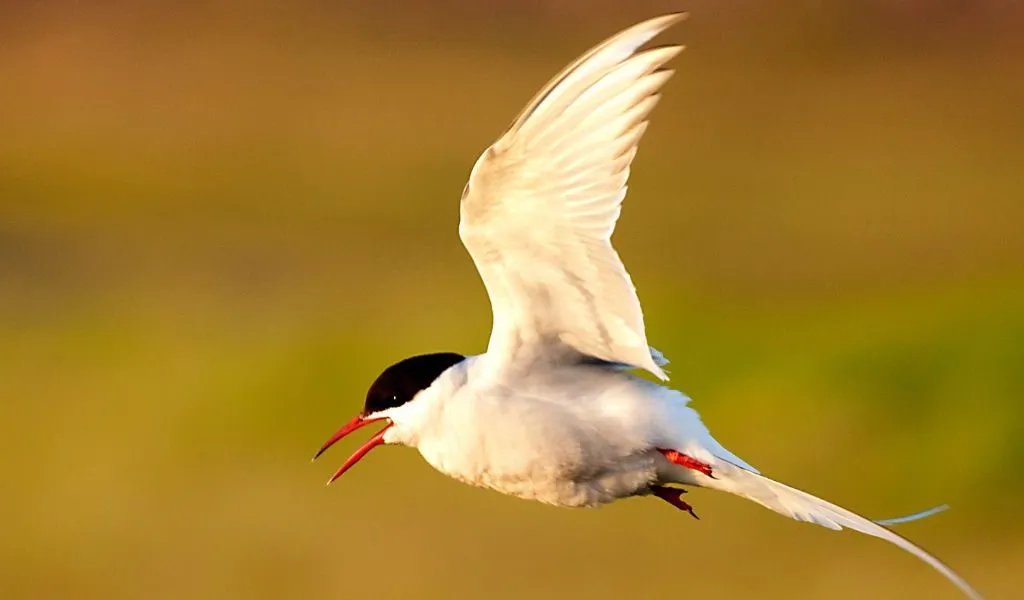 17 Head-Turning Facts About the Arctic Tern