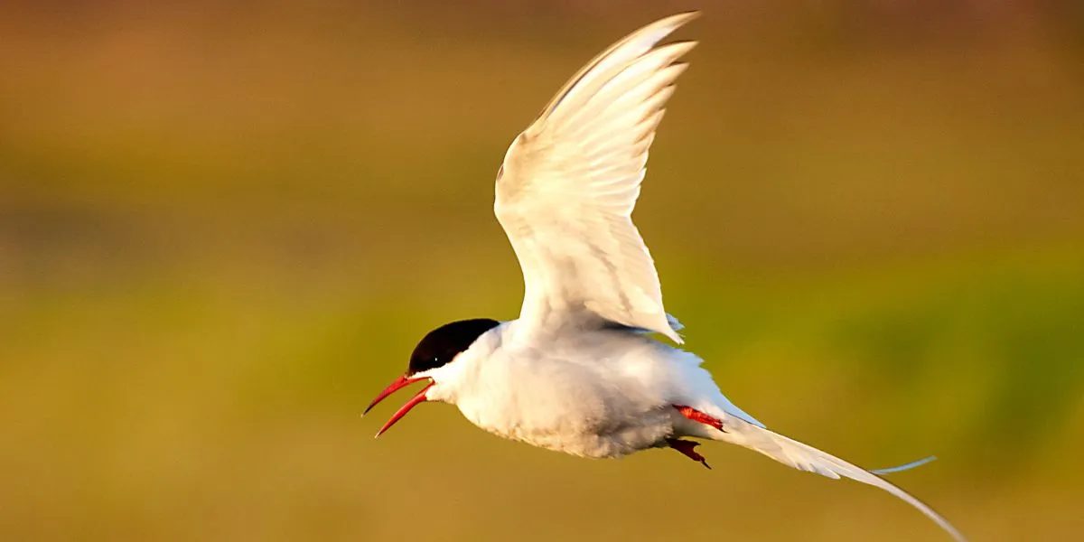 You are currently viewing 17 Head-Turning Facts About the Arctic Tern