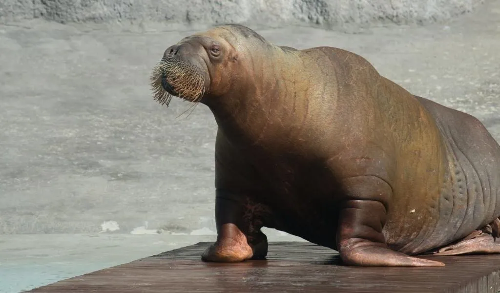 How Long Do Walrus Live?