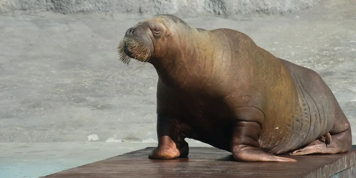 You are currently viewing How Long Do Walrus Live?