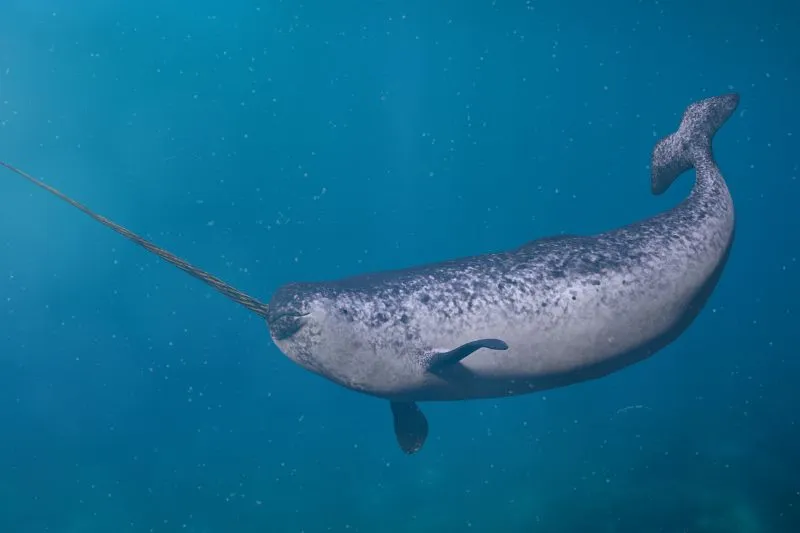 How Do Narwhals Breathe? Do They Have Blow Holes?